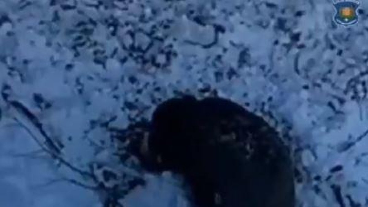 Un porc senglar en una imatge de banders