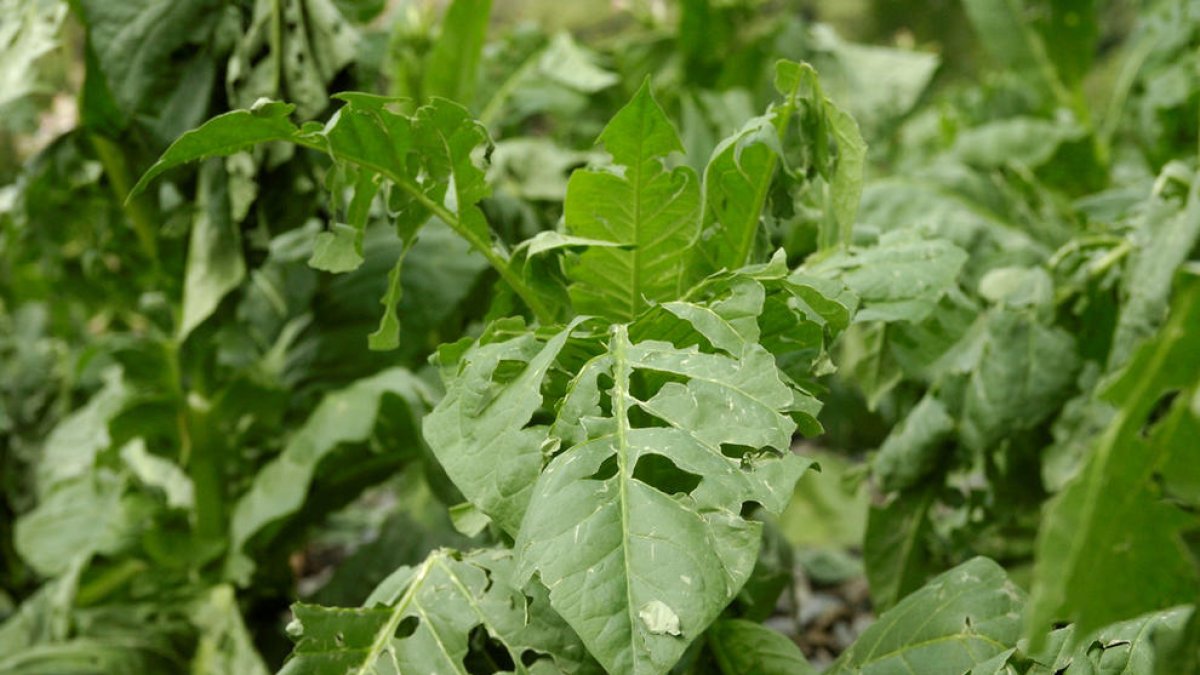 Més d'un centenar de colliters es van veure afectats per la malaltia en el tabac