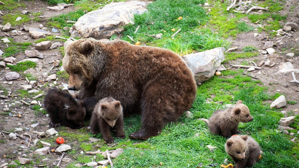 Els activistes, clau en el trasllat dels animals de Naturlandia