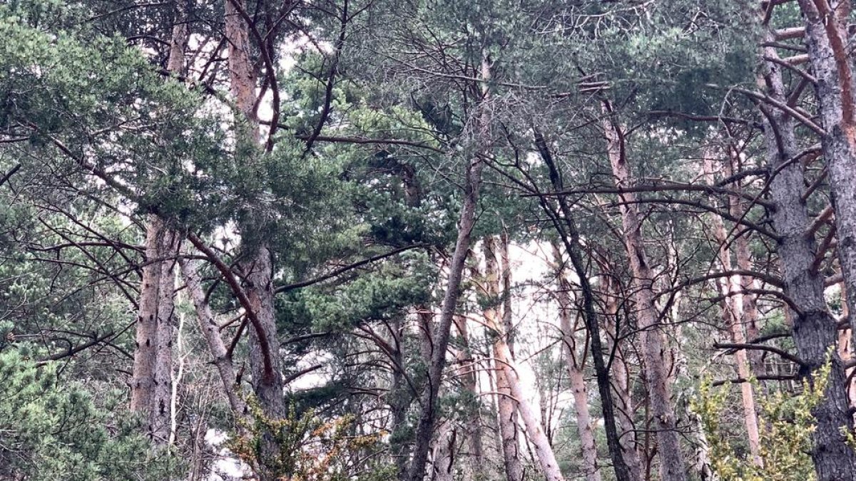 El comú diu que la tala és per evitar riscos