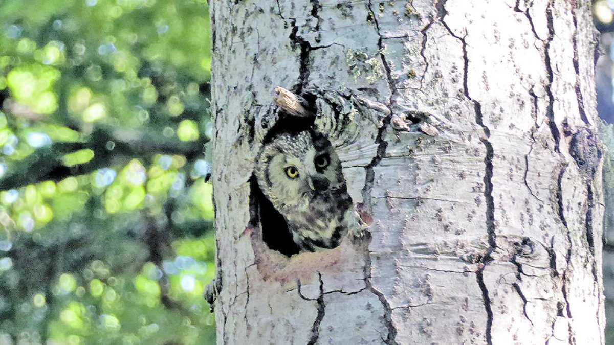El mussol pirinenc és una espècie que havia passat molts anys desapercebuda al Pirineu
