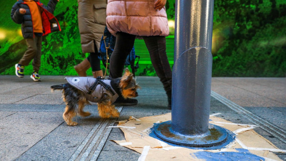 Gili titlla de “devastador” l'informe veterinari