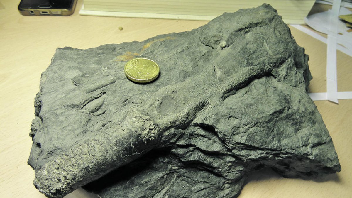 El patrimoni paleontològic d'Andorra