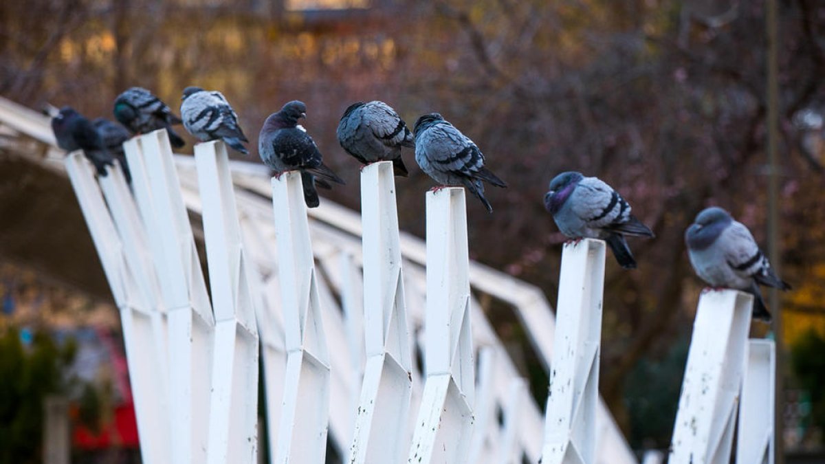 Controlar la població de coloms a través del fàrmac nicarbazina