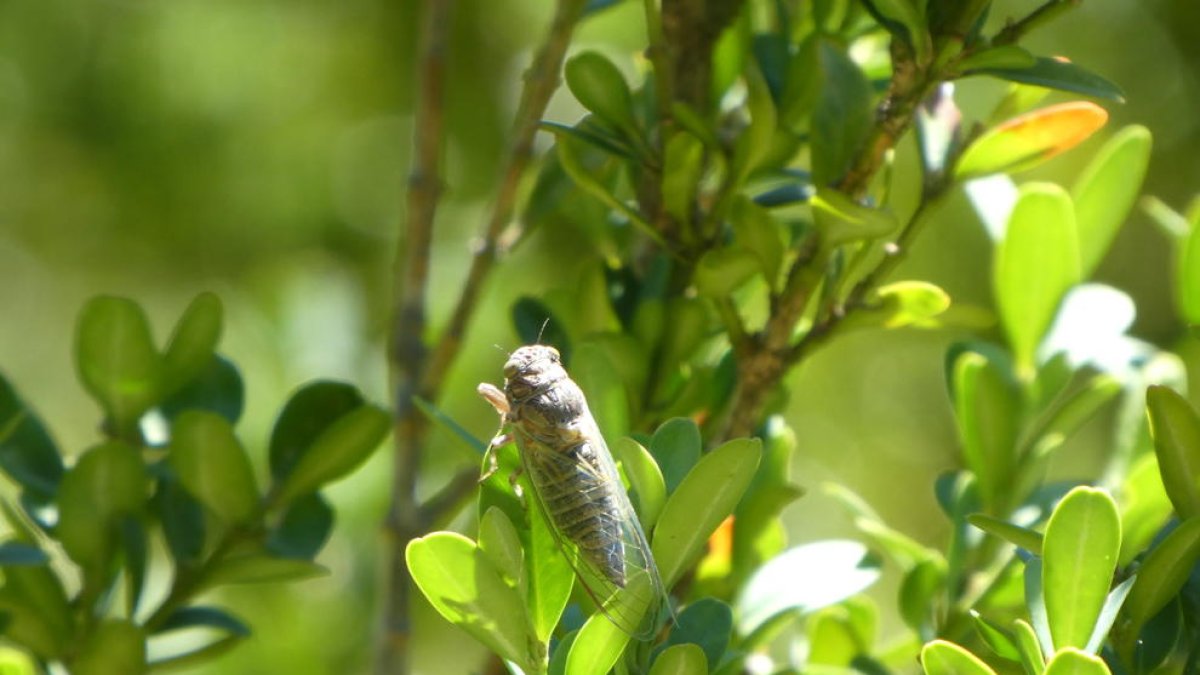 El portal d'observació de fauna Ornitho.ad recopila 450 espècies