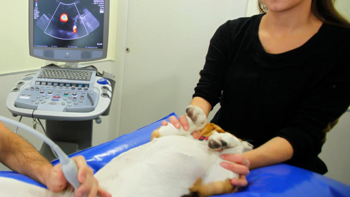 Informe dels comuns per donar resposta als veterinaris