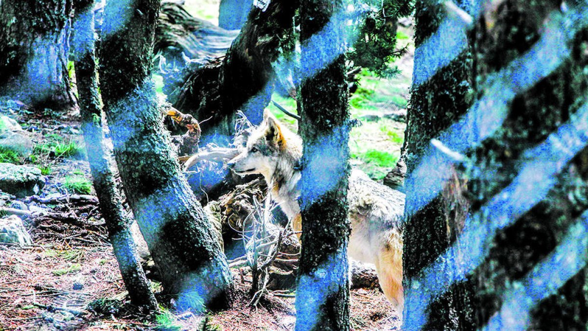 Els animals salvatges aniran a Grècia i a Anglaterra