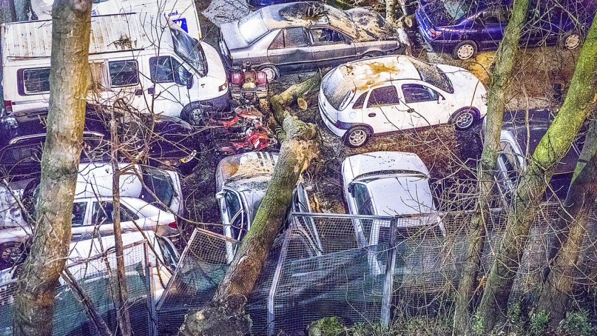 La caiguda d'un arbre causa danys a diversos cotxes