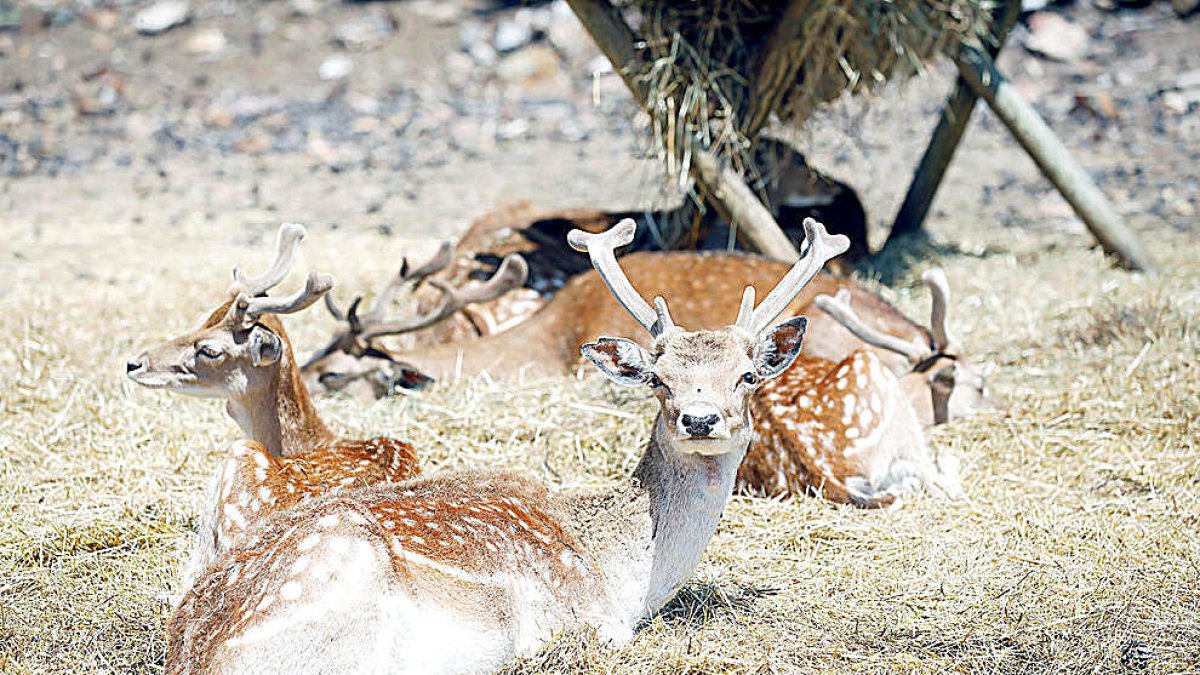 Microfinançament per als herbívors de Naturlandia