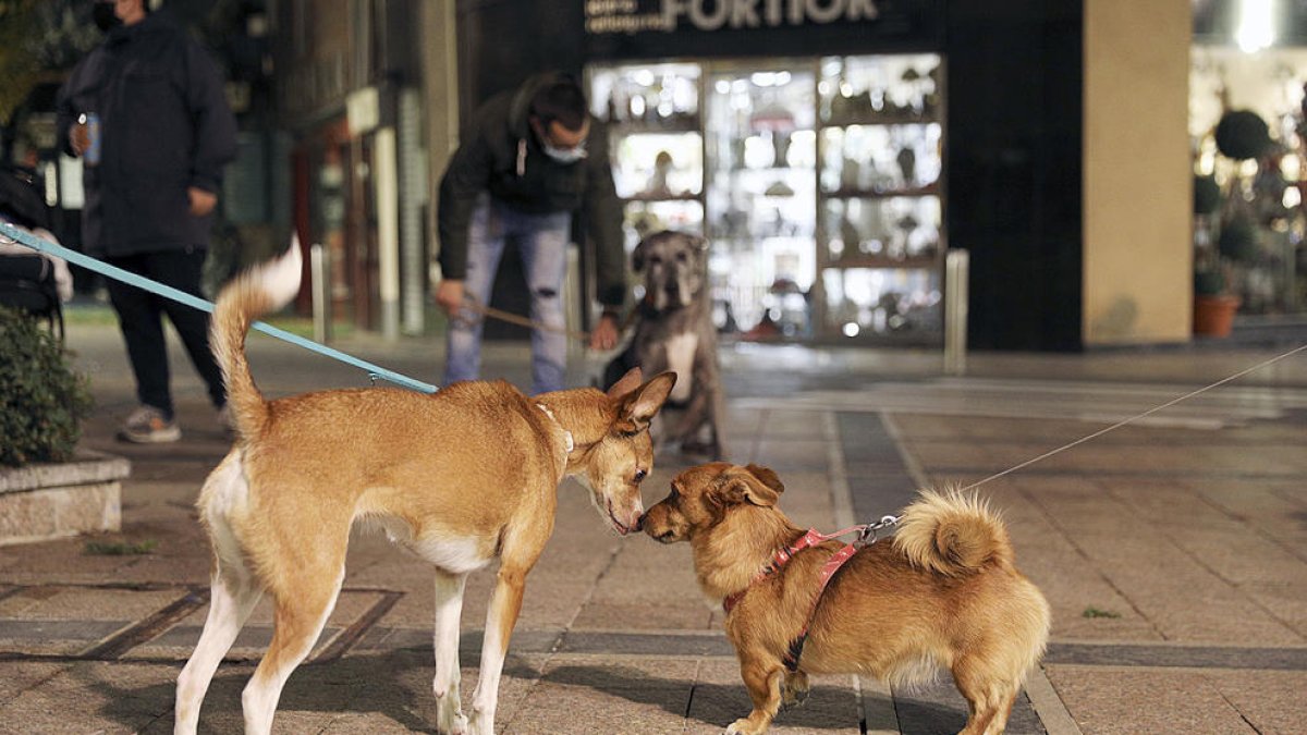 L'informe del cens caní l'ha fet l'adjudicatària