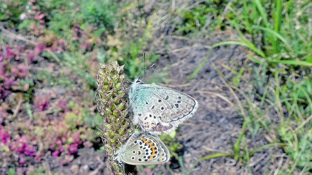 La metamorfosi de la papallona és un dels processos fascinants de la natura