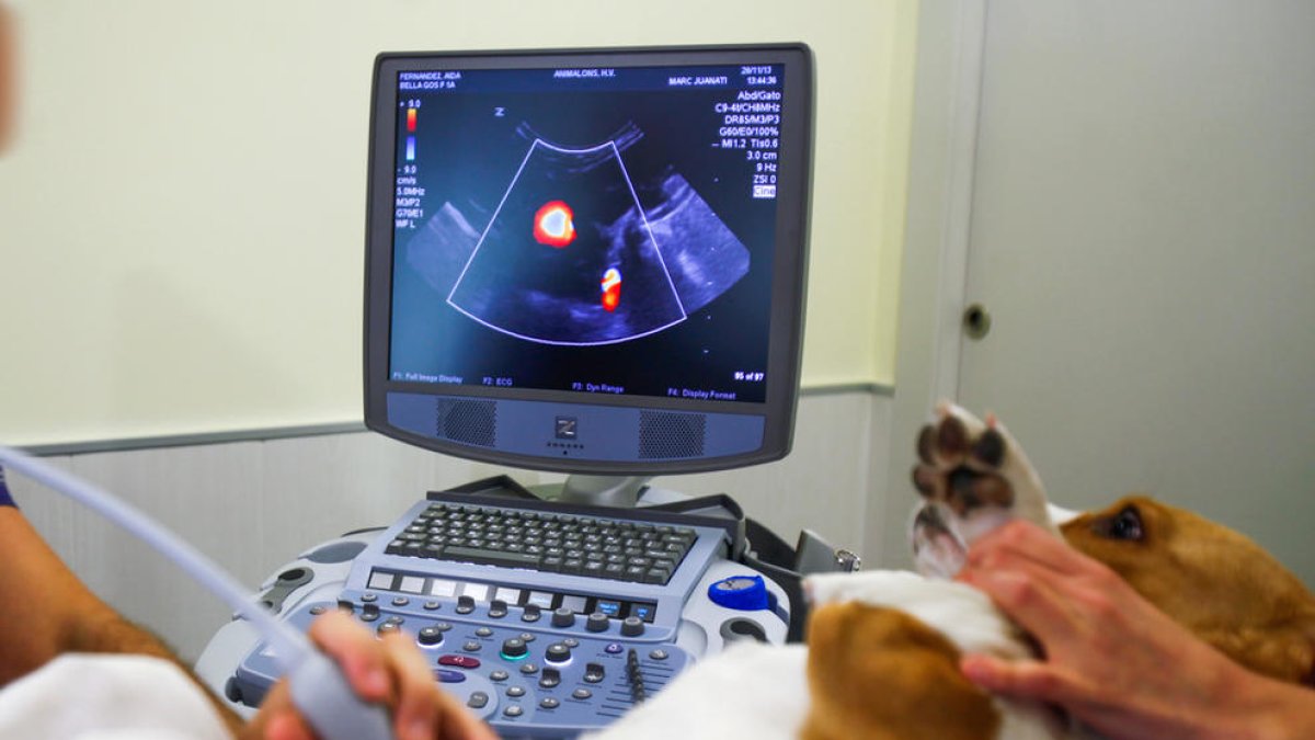 El 55% de les tifes analitzades per ADN no serviran per identificar els gossos