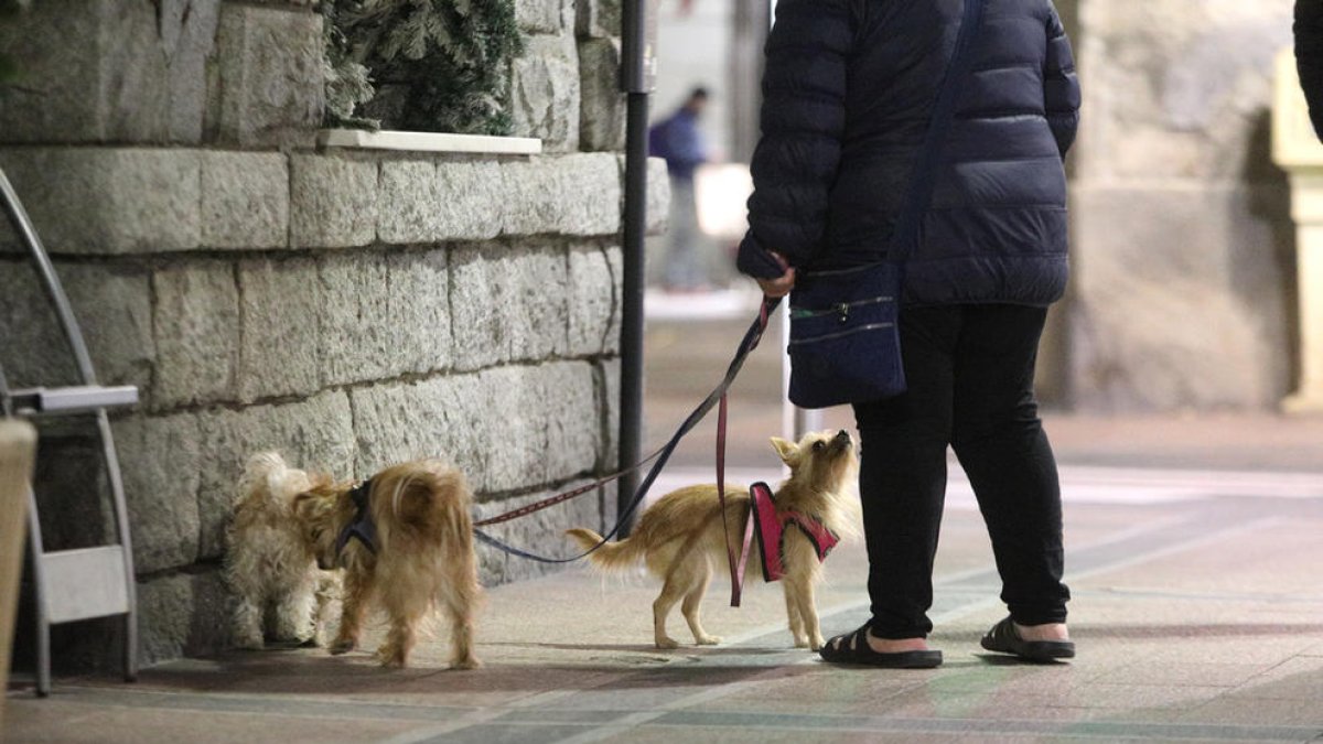 Els veterinaris denuncien “pressions” pel projecte d'ADN