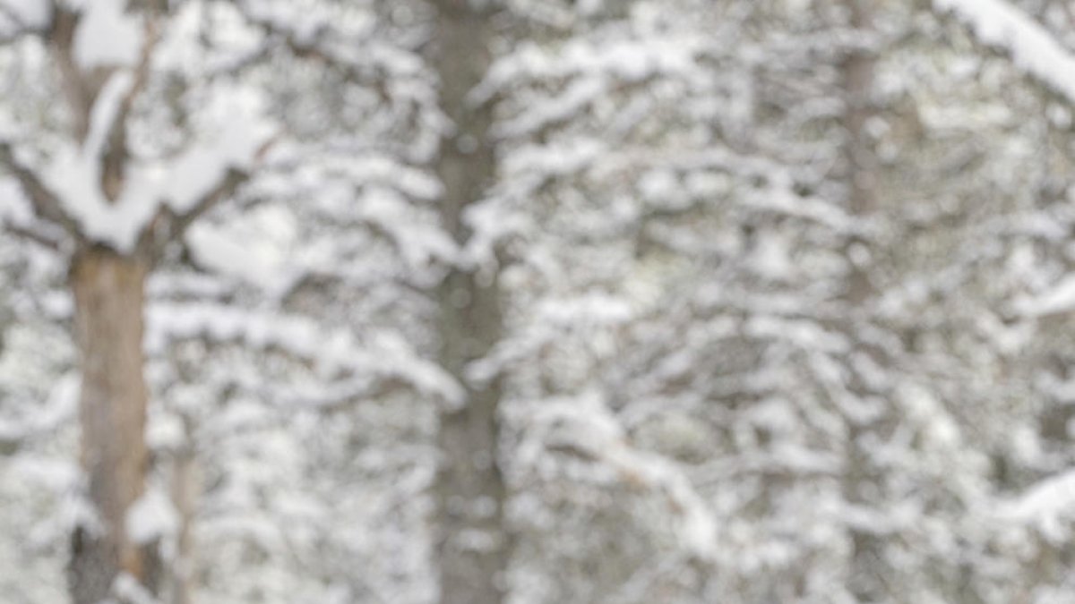 Els imprescindibles de Sònia Bigordà