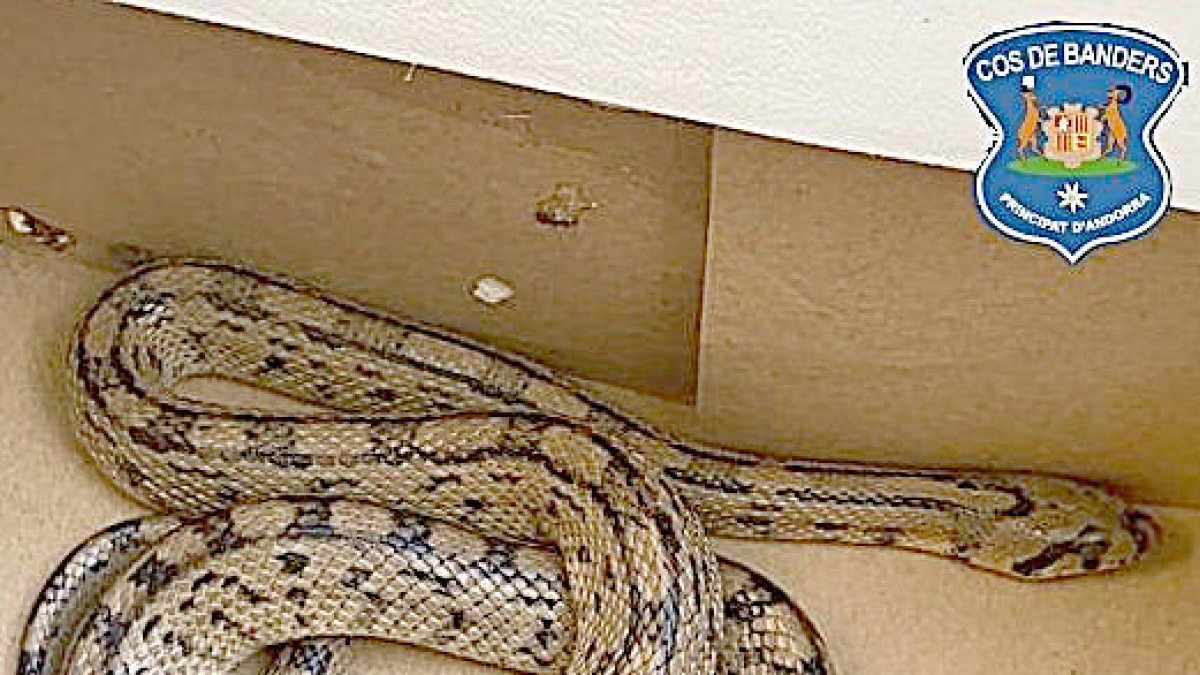 Els banders recuperen un exemplar de serp blanca a la capital