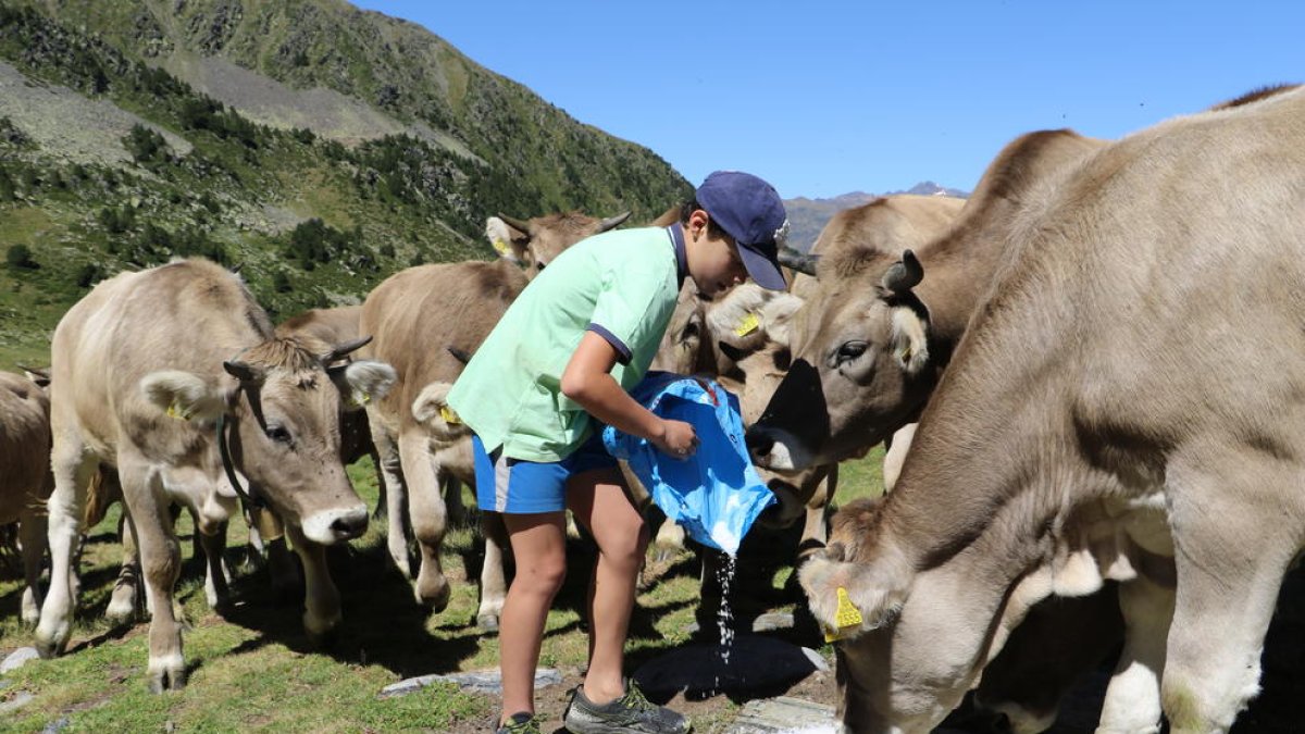 Activitats ramaderes a Ordino
