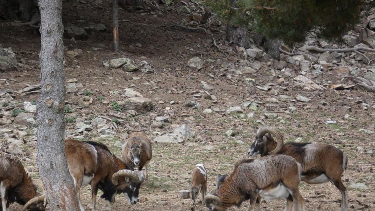 Muflons de Naturlandia que seran portats a Wild Forest