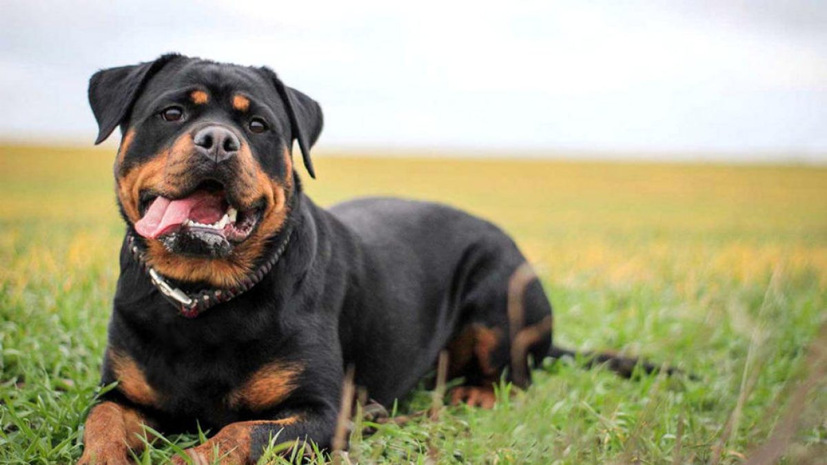 Multes de fins a 1.200 euros a amos de gossos perillosos