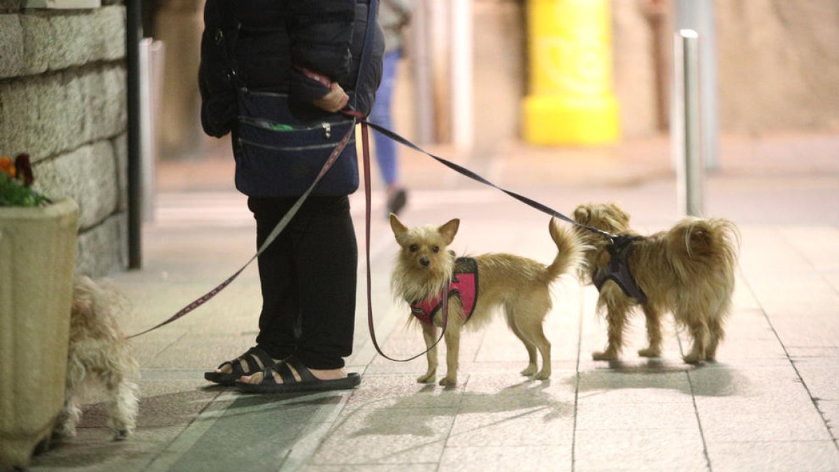 Campanya de conscienciació sobre les obligacions per tenir animals de companyia