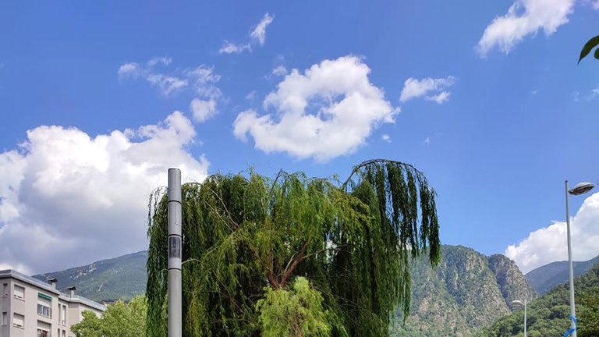 Escaldes replanta el salze caigut per la tempesta