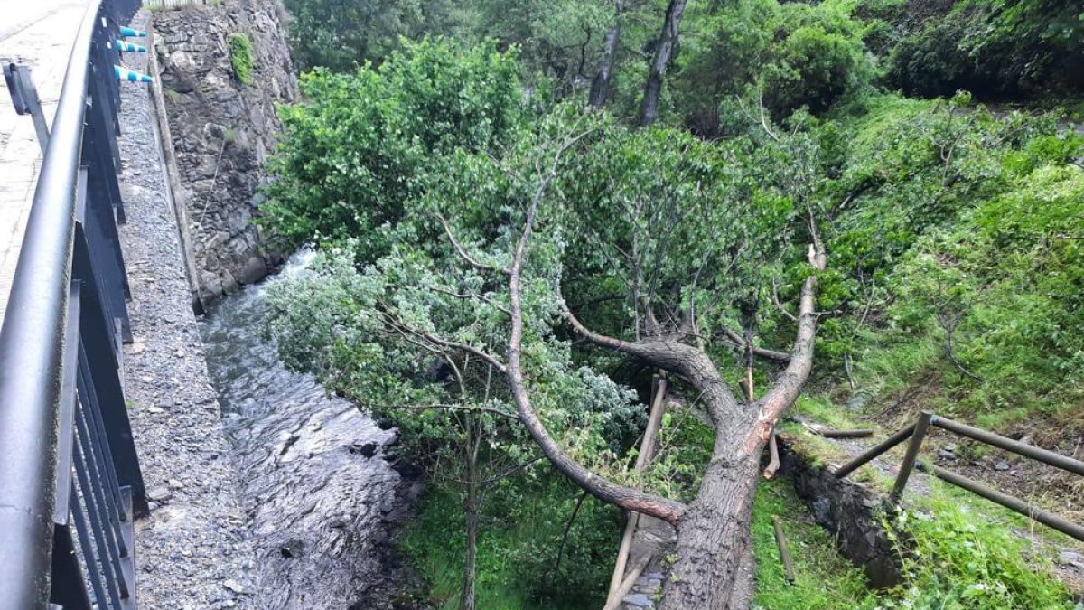 Un arbre talla el camí Ral