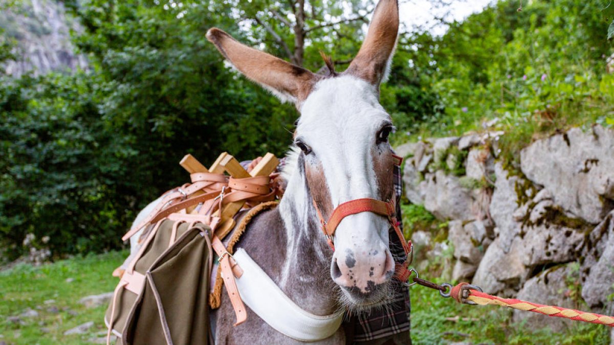 Un dels rucs que acompanyarà els participants en la ruta pel Madriu