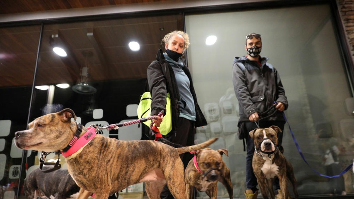 Els cadells de gossos de races perilloses seran castrats