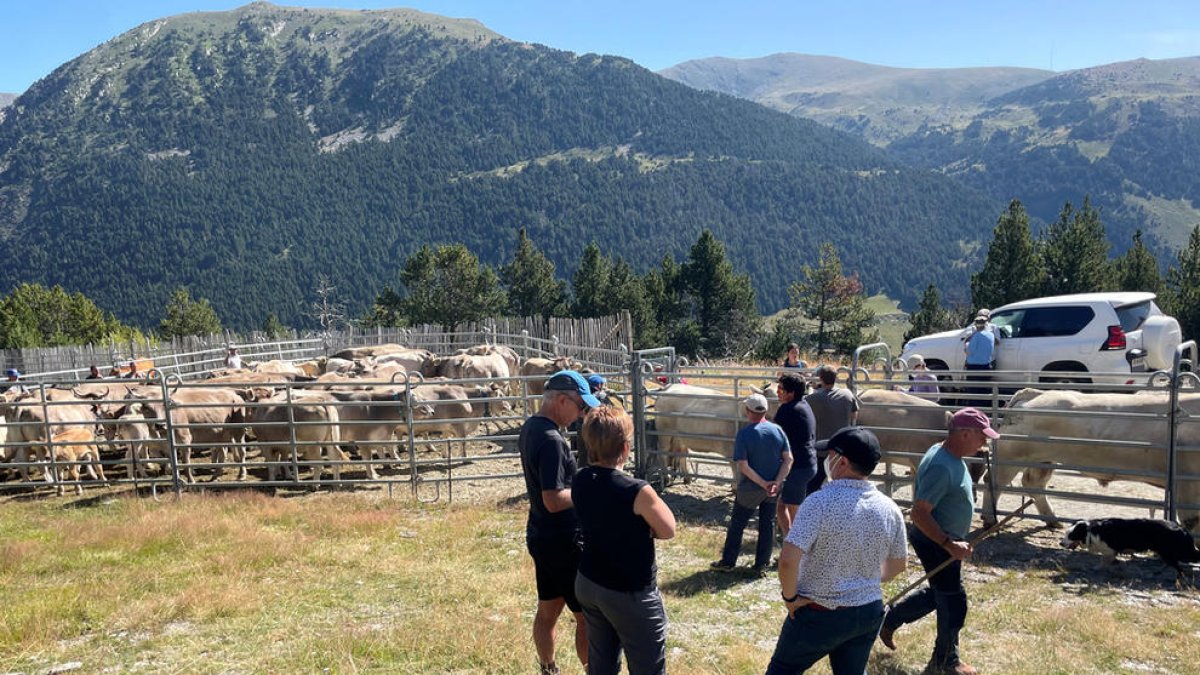 Els ramaders de Canillo s'apleguen per al sanejament de 200 caps de bestiar boví
