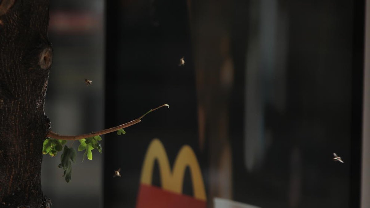 Les abelles a l'Avinguda Carlemany