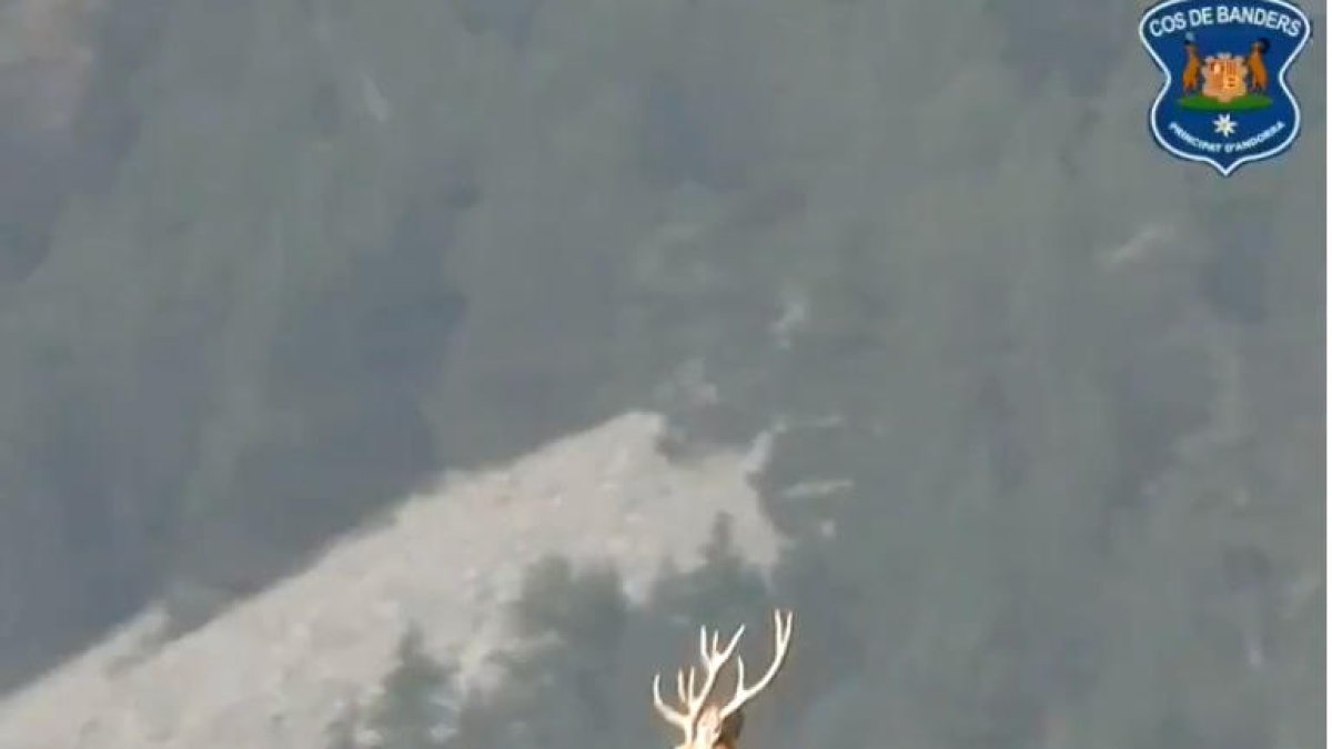 Un cérvol corrent per la muntanya.