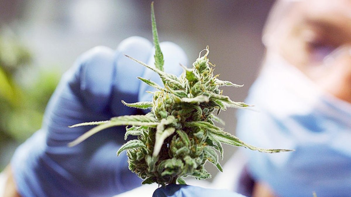 Govern encarrega un estudi per al cultiu de cànnabis medicinal al país