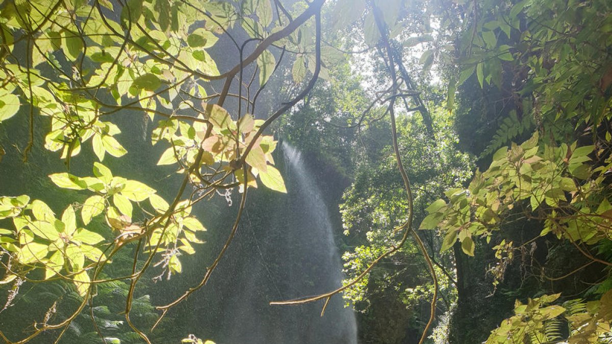 Bosc dels Tilos, La Palma