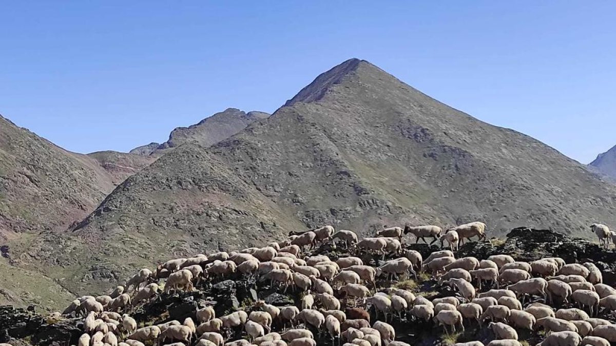 Nou ramat al Comapedrosa