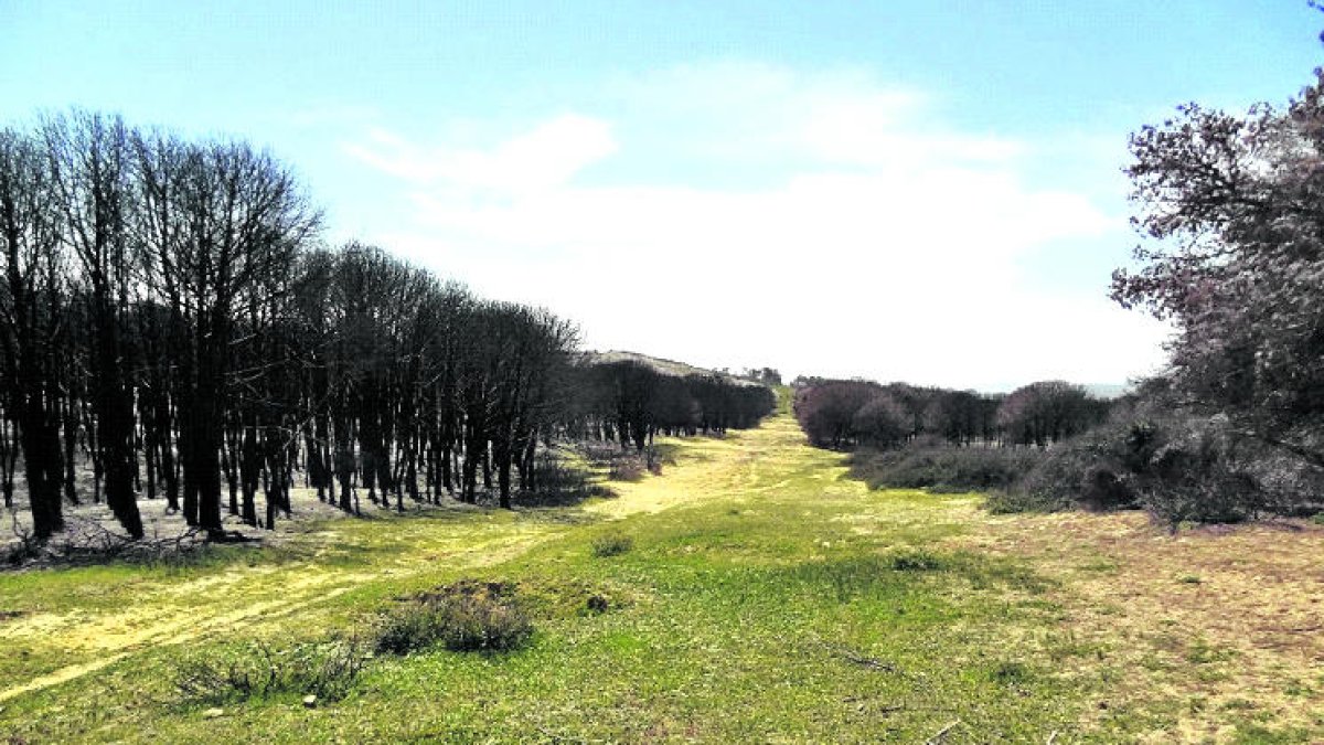 Tallafocs superat per les xàldigues d'un incendi de capçades a la província de Bizerte (Tunísia).