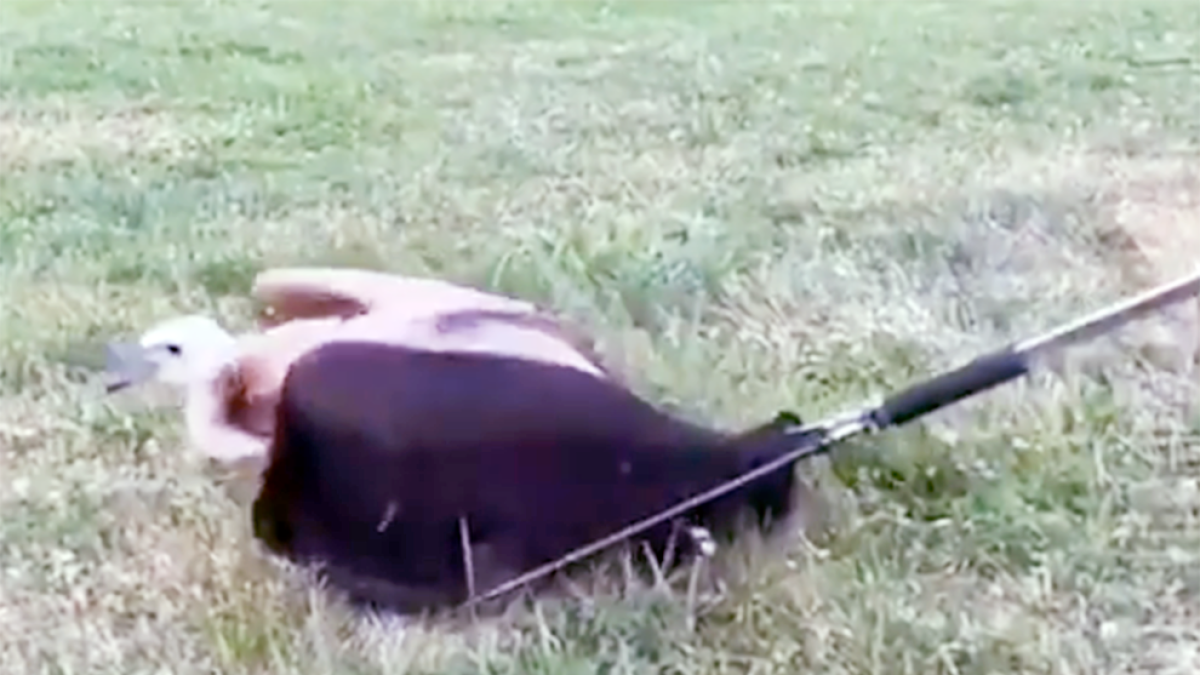 Un voltor capturat pels banders.