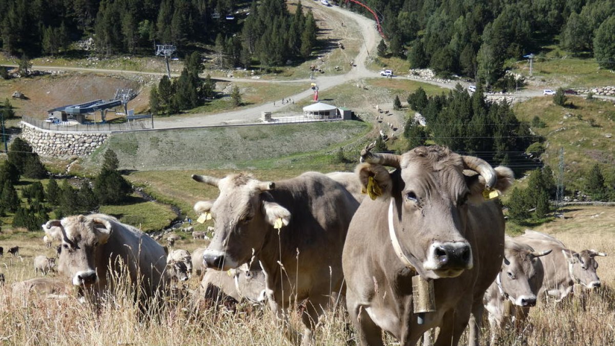 En formen part  més de dos-cents caps de bestiar
