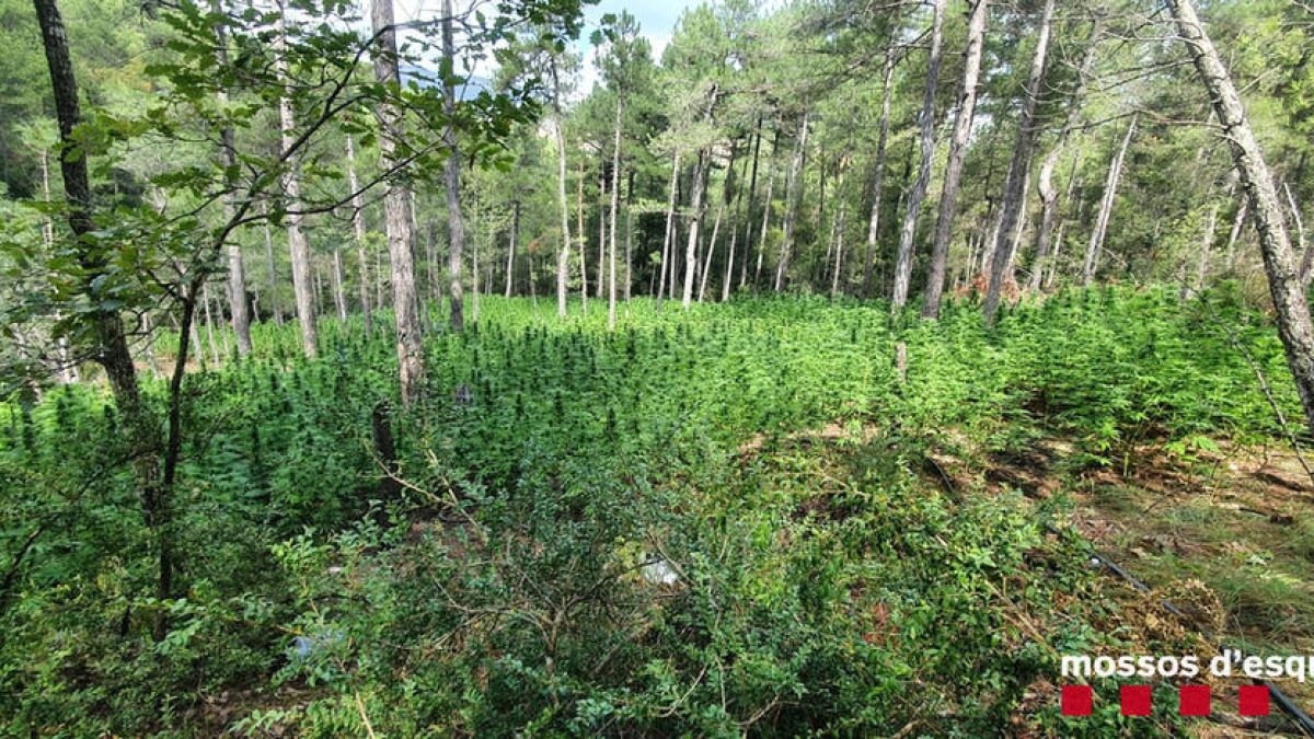 La plantació desmantellada.