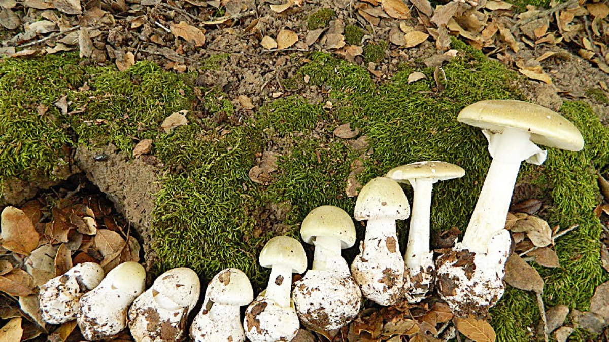 La farinera borda, 'Amanita phalloides', és dels bolets més tòxics d'Andorra.