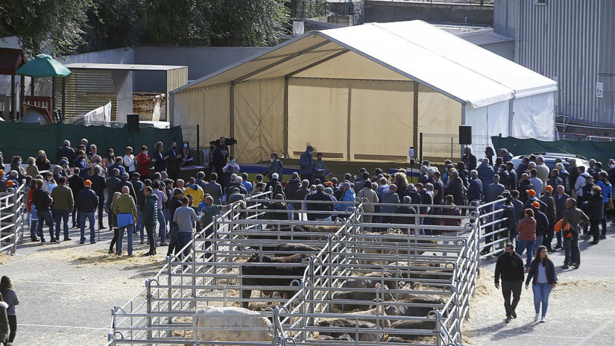42a Fira del bestiar d'Andorra la Vella.