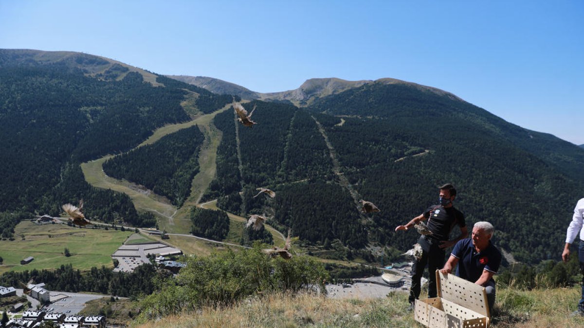 Alliberades 20 perdius xerres a Ransol