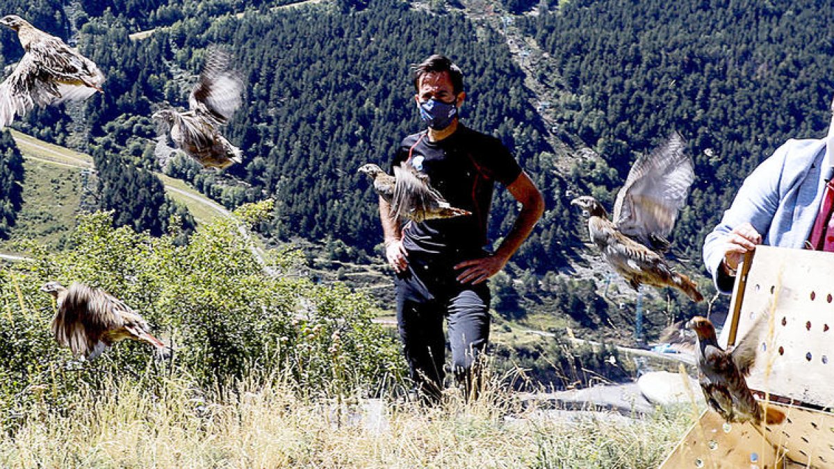 Un moment de l'alliberament de les aus al medi natural.