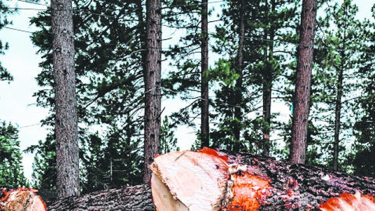 Cal mantenir una gestió forestal sostenible