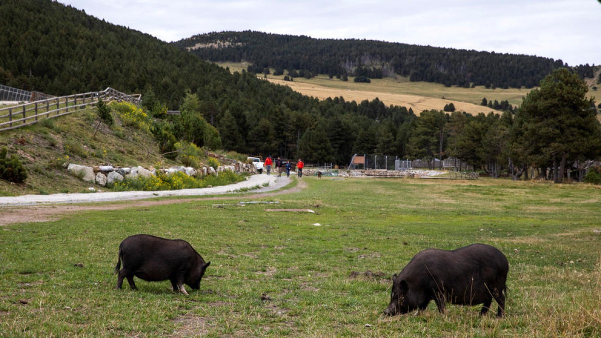 Zona del prat de Conangle on hi havia fins ara el parc d'animals.