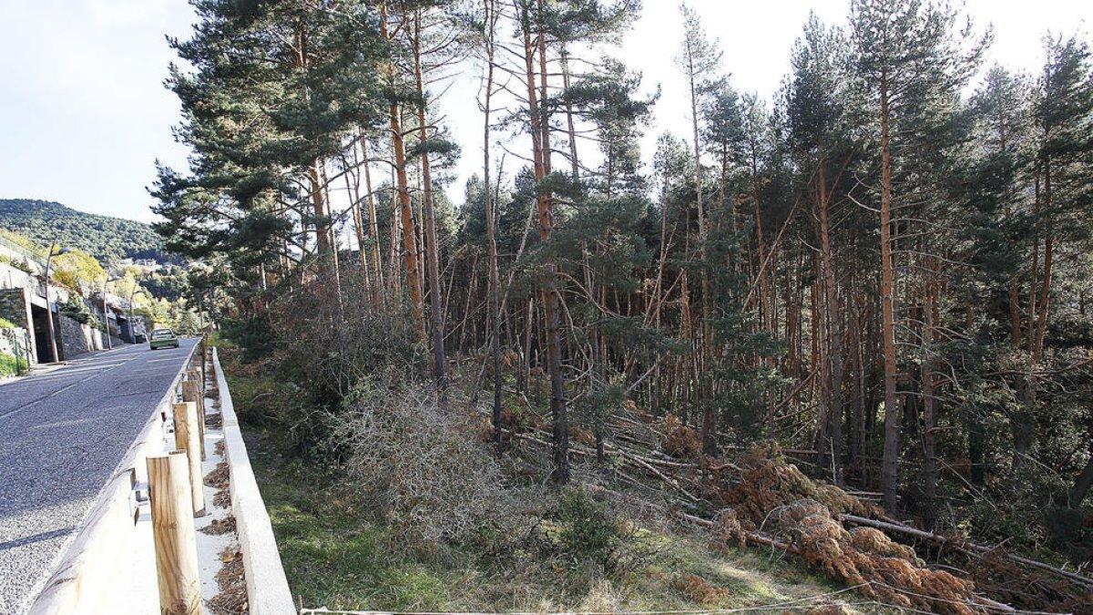 El bosc de l'Aldosa amb els arbres afectats pel vent huracanat, ahir.