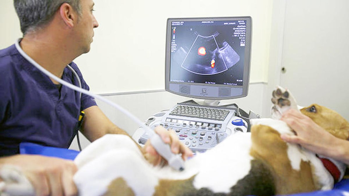 Un veterinari fa una ecografia a un gos.