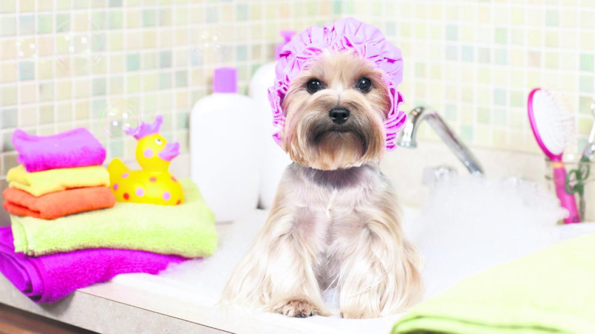 És vital garantir una higiene adequada de la nostra mascota.