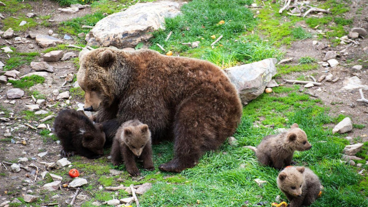 Alguns dels ossos bruns que hi havia al parc d'animals de Naturlandia.
