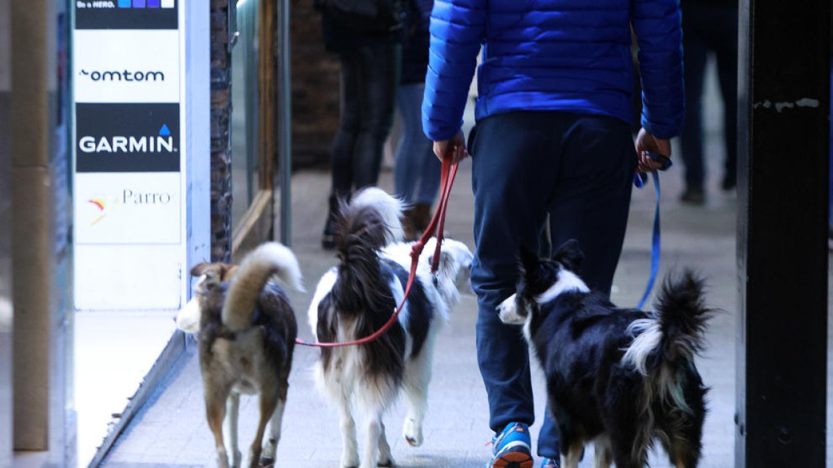 Un propietari passejant tres gossos per l'avinguda Meritxell.