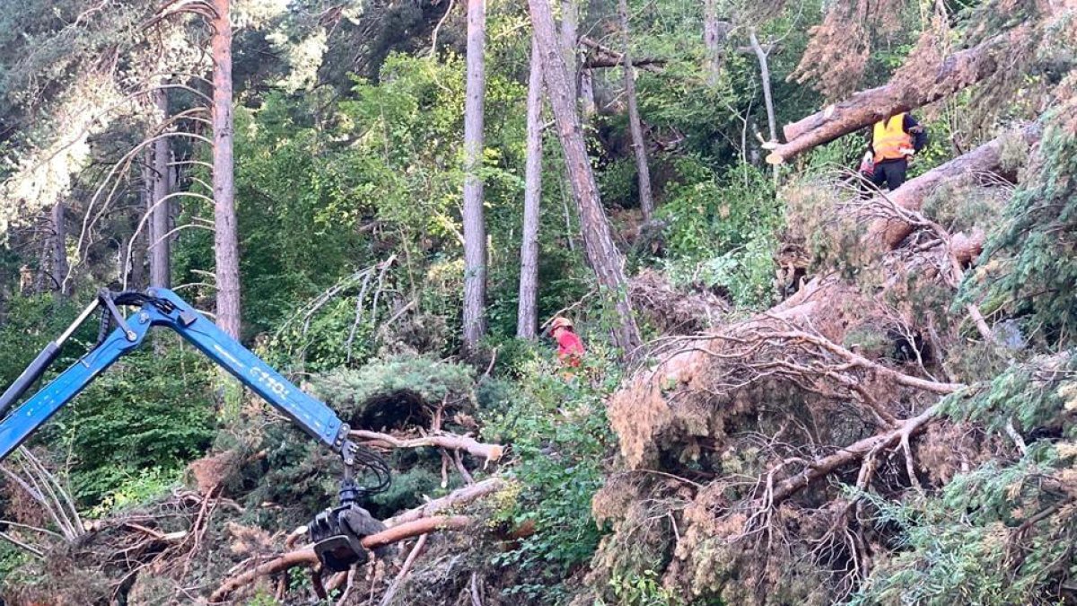 Tala d'arbres a la Plana després de la tempesta de l'11 de juliol.