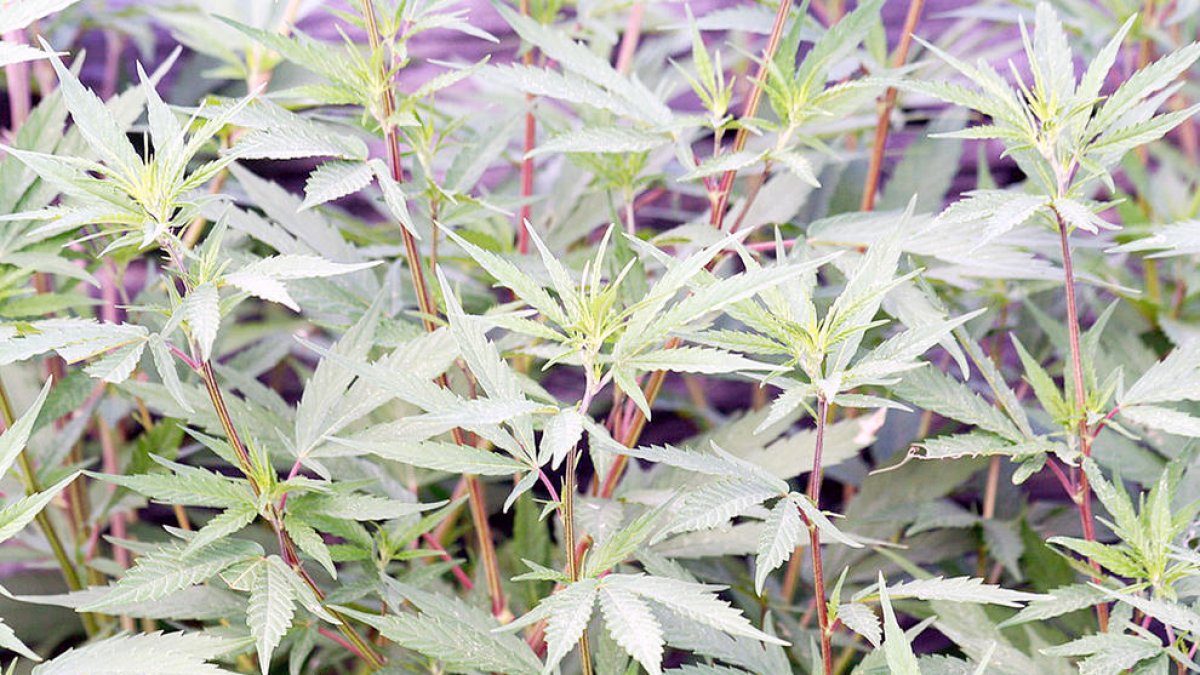 El projecte sobre una possible regulació del cànnabis ha cobert un primer pas amb l'estudi de l'IRTA.